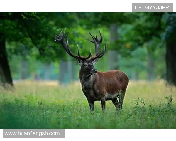 雄鹿栖息地与生态保护的挑战：全球范围内的保护策略与成功经验